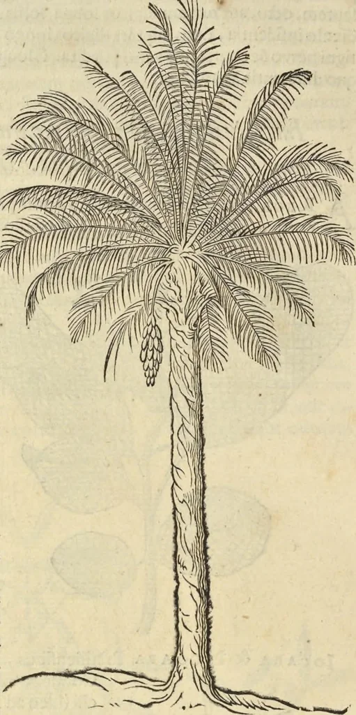 An illustration from Historia naturalis Brasiliae, : auspicio et beneficio illustriss. I. Mauritii Com. Nassau ... adornata : in qua non tantum plantæ et animalia, sed et indigenarum morbi, ingenia et mores describuntur et iconibus supra quingentas illustrantur, 1648, leaf 281