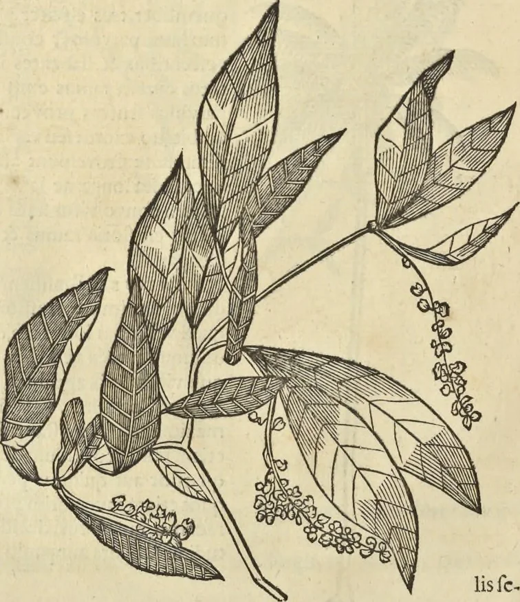 An illustration from Historia naturalis Brasiliae, : auspicio et beneficio illustriss. I. Mauritii Com. Nassau ... adornata : in qua non tantum plantæ et animalia, sed et indigenarum morbi, ingenia et mores describuntur et iconibus supra quingentas illustrantur, 1648, leaf 281