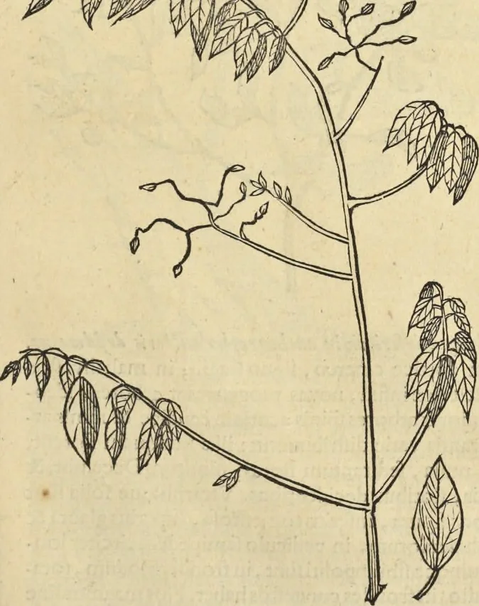 An illustration from Historia naturalis Brasiliae, : auspicio et beneficio illustriss. I. Mauritii Com. Nassau ... adornata : in qua non tantum plantæ et animalia, sed et indigenarum morbi, ingenia et mores describuntur et iconibus supra quingentas illustrantur, 1648, leaf 282