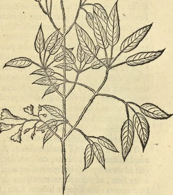 An illustration from Historia naturalis Brasiliae, : auspicio et beneficio illustriss. I. Mauritii Com. Nassau ... adornata : in qua non tantum plantæ et animalia, sed et indigenarum morbi, ingenia et mores describuntur et iconibus supra quingentas illustrantur, 1648, leaf 282
