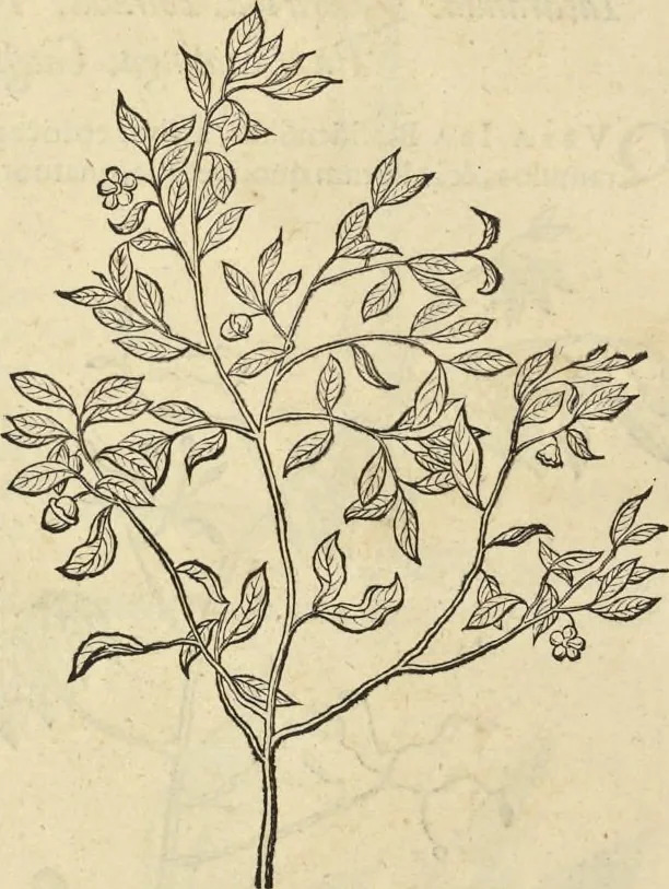 An illustration from Historia naturalis Brasiliae, : auspicio et beneficio illustriss. I. Mauritii Com. Nassau ... adornata : in qua non tantum plantæ et animalia, sed et indigenarum morbi, ingenia et mores describuntur et iconibus supra quingentas illustrantur, 1648, leaf 283