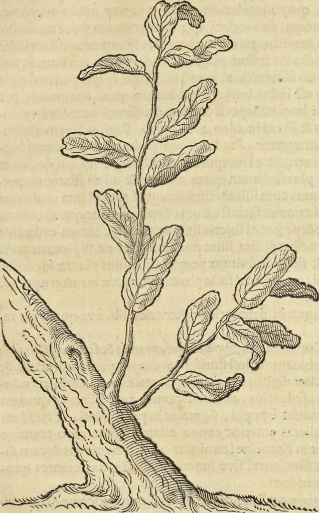 An illustration from Historia naturalis Brasiliae, : auspicio et beneficio illustriss. I. Mauritii Com. Nassau ... adornata : in qua non tantum plantæ et animalia, sed et indigenarum morbi, ingenia et mores describuntur et iconibus supra quingentas illustrantur, 1648, leaf 284