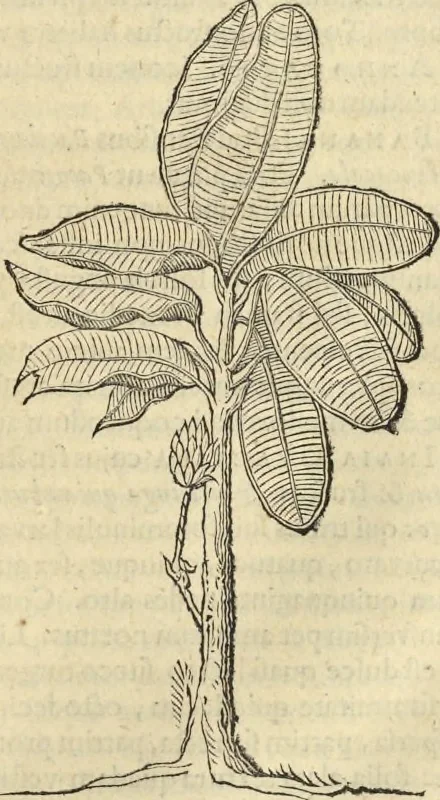 An illustration from Historia naturalis Brasiliae, : auspicio et beneficio illustriss. I. Mauritii Com. Nassau ... adornata : in qua non tantum plantæ et animalia, sed et indigenarum morbi, ingenia et mores describuntur et iconibus supra quingentas illustrantur, 1648, leaf 284