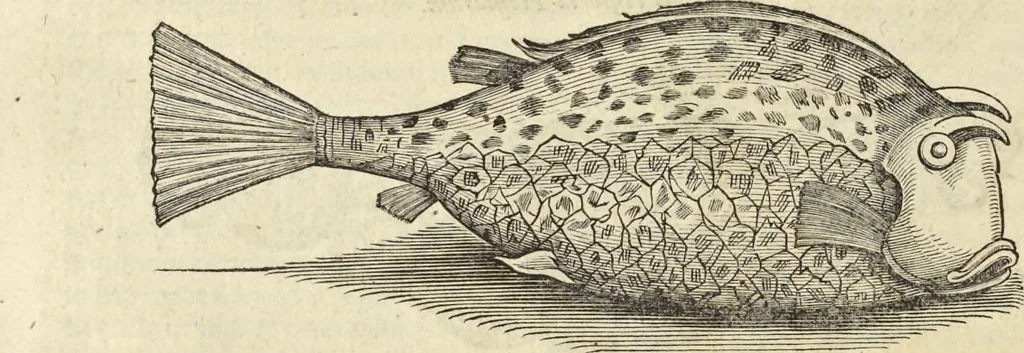 An illustration from Historia naturalis Brasiliae, : auspicio et beneficio illustriss. I. Mauritii Com. Nassau ... adornata : in qua non tantum plantæ et animalia, sed et indigenarum morbi, ingenia et mores describuntur et iconibus supra quingentas illustrantur, 1648, leaf 289