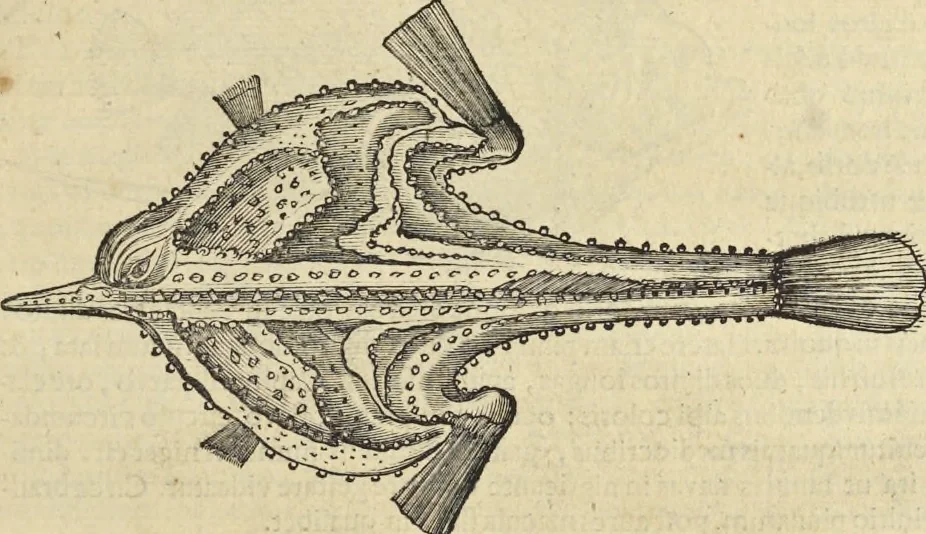 An illustration from Historia naturalis Brasiliae, : auspicio et beneficio illustriss. I. Mauritii Com. Nassau ... adornata : in qua non tantum plantæ et animalia, sed et indigenarum morbi, ingenia et mores describuntur et iconibus supra quingentas illustrantur, 1648, leaf 290
