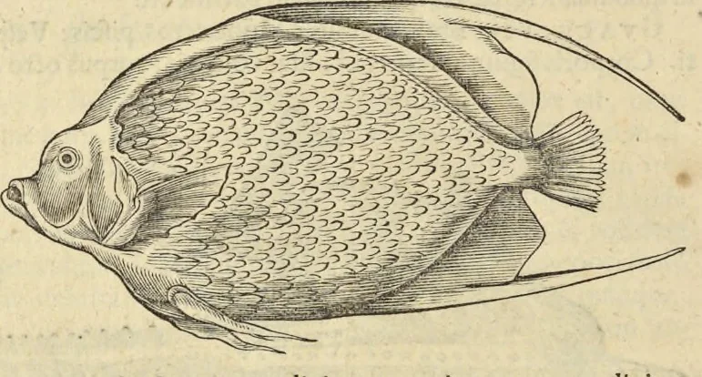 An illustration from Historia naturalis Brasiliae, : auspicio et beneficio illustriss. I. Mauritii Com. Nassau ... adornata : in qua non tantum plantæ et animalia, sed et indigenarum morbi, ingenia et mores describuntur et iconibus supra quingentas illustrantur, 1648, leaf 291