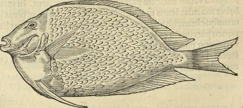 An illustration from Historia naturalis Brasiliae, : auspicio et beneficio illustriss. I. Mauritii Com. Nassau ... adornata : in qua non tantum plantæ et animalia, sed et indigenarum morbi, ingenia et mores describuntur et iconibus supra quingentas illustrantur, 1648, leaf 291