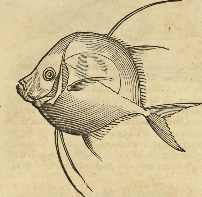 An illustration from Historia naturalis Brasiliae, : auspicio et beneficio illustriss. I. Mauritii Com. Nassau ... adornata : in qua non tantum plantæ et animalia, sed et indigenarum morbi, ingenia et mores describuntur et iconibus supra quingentas illustrantur, 1648, leaf 292
