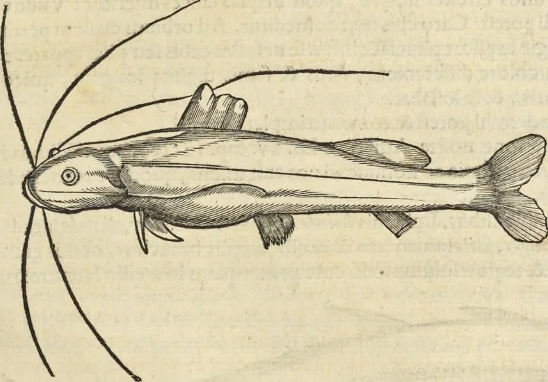 An illustration from Historia naturalis Brasiliae, : auspicio et beneficio illustriss. I. Mauritii Com. Nassau ... adornata : in qua non tantum plantæ et animalia, sed et indigenarum morbi, ingenia et mores describuntur et iconibus supra quingentas illustrantur, 1648, leaf 296