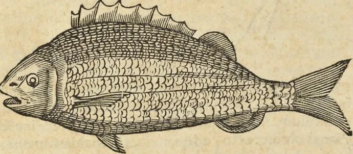 An illustration from Historia naturalis Brasiliae, : auspicio et beneficio illustriss. I. Mauritii Com. Nassau ... adornata : in qua non tantum plantæ et animalia, sed et indigenarum morbi, ingenia et mores describuntur et iconibus supra quingentas illustrantur, 1648, leaf 299