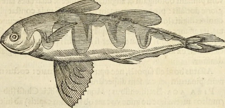 An illustration from Historia naturalis Brasiliae, : auspicio et beneficio illustriss. I. Mauritii Com. Nassau ... adornata : in qua non tantum plantæ et animalia, sed et indigenarum morbi, ingenia et mores describuntur et iconibus supra quingentas illustrantur, 1648, leaf 300