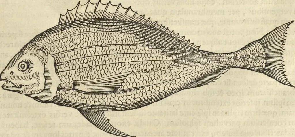 An illustration from Historia naturalis Brasiliae, : auspicio et beneficio illustriss. I. Mauritii Com. Nassau ... adornata : in qua non tantum plantæ et animalia, sed et indigenarum morbi, ingenia et mores describuntur et iconibus supra quingentas illustrantur, 1648, leaf 300