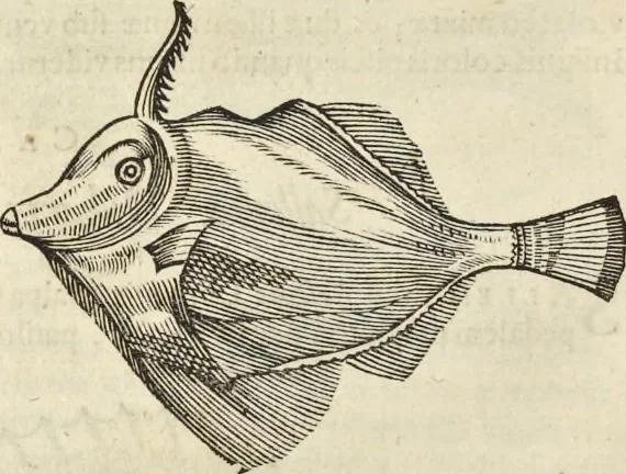 An illustration from Historia naturalis Brasiliae, : auspicio et beneficio illustriss. I. Mauritii Com. Nassau ... adornata : in qua non tantum plantæ et animalia, sed et indigenarum morbi, ingenia et mores describuntur et iconibus supra quingentas illustrantur, 1648, leaf 301