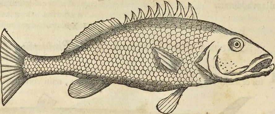 An illustration from Historia naturalis Brasiliae, : auspicio et beneficio illustriss. I. Mauritii Com. Nassau ... adornata : in qua non tantum plantæ et animalia, sed et indigenarum morbi, ingenia et mores describuntur et iconibus supra quingentas illustrantur, 1648, leaf 305