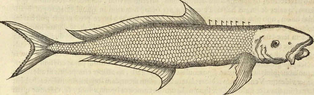 An illustration from Historia naturalis Brasiliae, : auspicio et beneficio illustriss. I. Mauritii Com. Nassau ... adornata : in qua non tantum plantæ et animalia, sed et indigenarum morbi, ingenia et mores describuntur et iconibus supra quingentas illustrantur, 1648, leaf 305