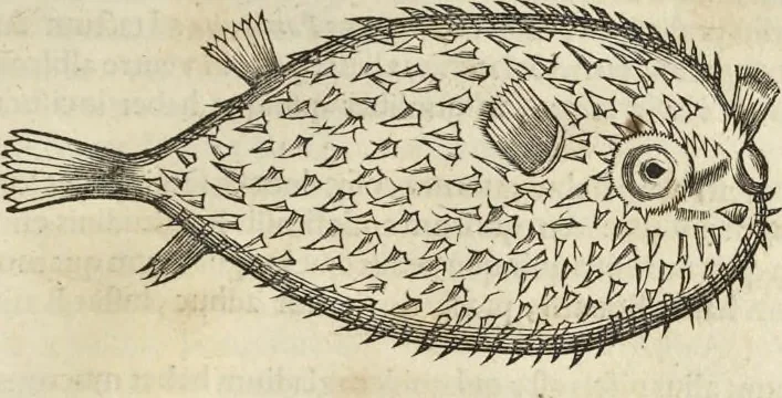 An illustration from Historia naturalis Brasiliae, : auspicio et beneficio illustriss. I. Mauritii Com. Nassau ... adornata : in qua non tantum plantæ et animalia, sed et indigenarum morbi, ingenia et mores describuntur et iconibus supra quingentas illustrantur, 1648, leaf 306