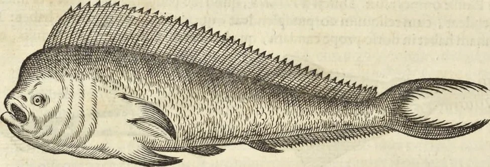 An illustration from Historia naturalis Brasiliae, : auspicio et beneficio illustriss. I. Mauritii Com. Nassau ... adornata : in qua non tantum plantæ et animalia, sed et indigenarum morbi, ingenia et mores describuntur et iconibus supra quingentas illustrantur, 1648, leaf 307