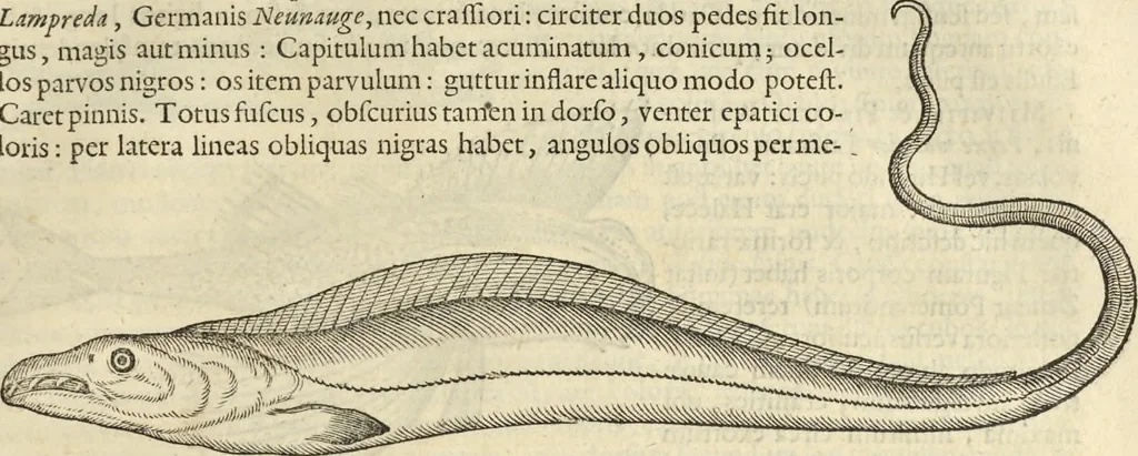 An illustration from Historia naturalis Brasiliae, : auspicio et beneficio illustriss. I. Mauritii Com. Nassau ... adornata : in qua non tantum plantæ et animalia, sed et indigenarum morbi, ingenia et mores describuntur et iconibus supra quingentas illustrantur, 1648, leaf 308