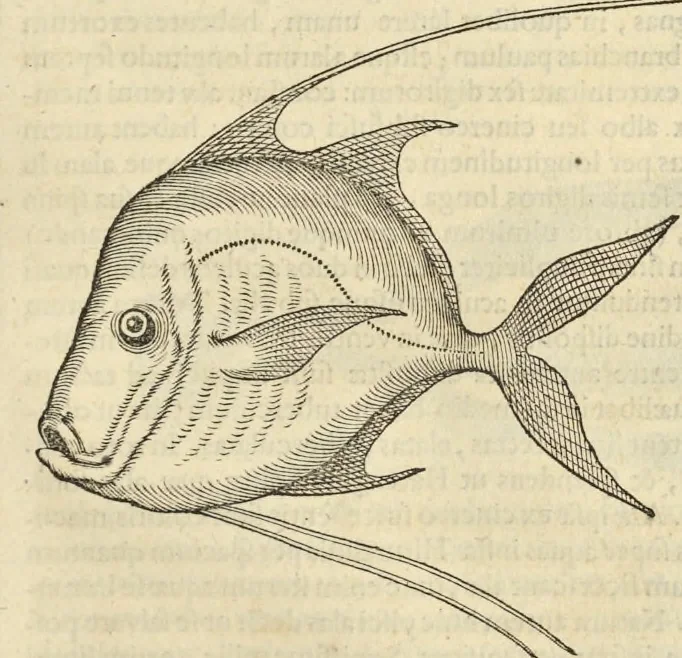 An illustration from Historia naturalis Brasiliae, : auspicio et beneficio illustriss. I. Mauritii Com. Nassau ... adornata : in qua non tantum plantæ et animalia, sed et indigenarum morbi, ingenia et mores describuntur et iconibus supra quingentas illustrantur, 1648, leaf 308