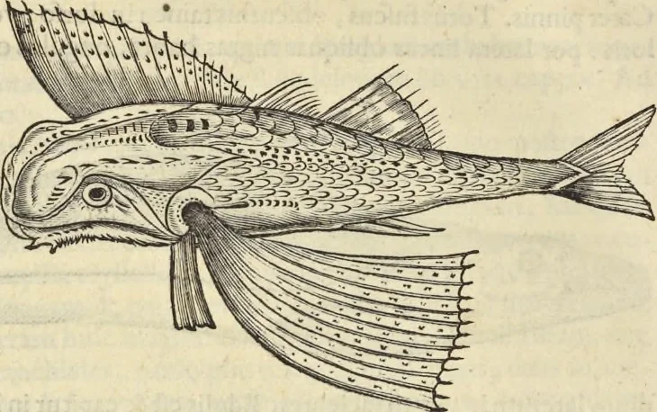 An illustration from Historia naturalis Brasiliae, : auspicio et beneficio illustriss. I. Mauritii Com. Nassau ... adornata : in qua non tantum plantæ et animalia, sed et indigenarum morbi, ingenia et mores describuntur et iconibus supra quingentas illustrantur, 1648, leaf 309