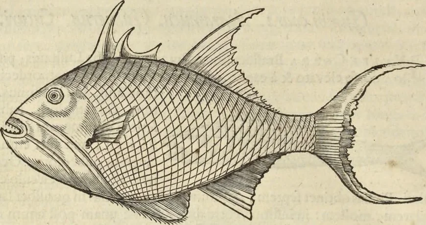 An illustration from Historia naturalis Brasiliae, : auspicio et beneficio illustriss. I. Mauritii Com. Nassau ... adornata : in qua non tantum plantæ et animalia, sed et indigenarum morbi, ingenia et mores describuntur et iconibus supra quingentas illustrantur, 1648, leaf 311