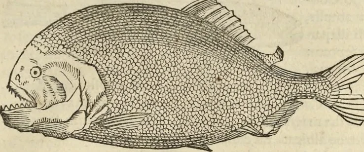 An illustration from Historia naturalis Brasiliae, : auspicio et beneficio illustriss. I. Mauritii Com. Nassau ... adornata : in qua non tantum plantæ et animalia, sed et indigenarum morbi, ingenia et mores describuntur et iconibus supra quingentas illustrantur, 1648, leaf 312