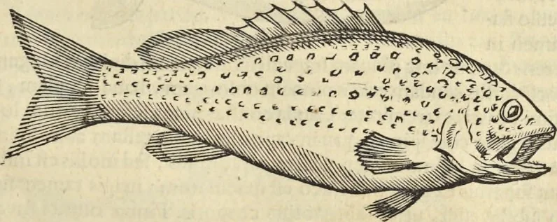 An illustration from Historia naturalis Brasiliae, : auspicio et beneficio illustriss. I. Mauritii Com. Nassau ... adornata : in qua non tantum plantæ et animalia, sed et indigenarum morbi, ingenia et mores describuntur et iconibus supra quingentas illustrantur, 1648, leaf 314