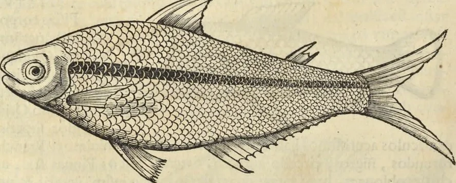 An illustration from Historia naturalis Brasiliae, : auspicio et beneficio illustriss. I. Mauritii Com. Nassau ... adornata : in qua non tantum plantæ et animalia, sed et indigenarum morbi, ingenia et mores describuntur et iconibus supra quingentas illustrantur, 1648, leaf 317