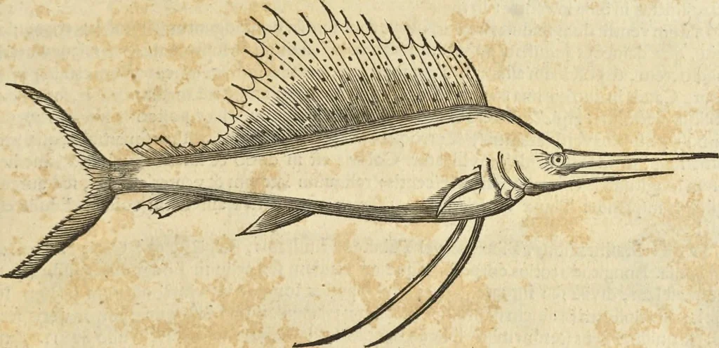 An illustration from Historia naturalis Brasiliae, : auspicio et beneficio illustriss. I. Mauritii Com. Nassau ... adornata : in qua non tantum plantæ et animalia, sed et indigenarum morbi, ingenia et mores describuntur et iconibus supra quingentas illustrantur, 1648, leaf 318