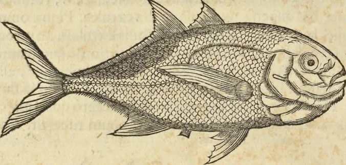 An illustration from Historia naturalis Brasiliae, : auspicio et beneficio illustriss. I. Mauritii Com. Nassau ... adornata : in qua non tantum plantæ et animalia, sed et indigenarum morbi, ingenia et mores describuntur et iconibus supra quingentas illustrantur, 1648, leaf 319