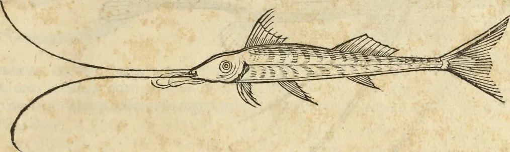 An illustration from Historia naturalis Brasiliae, : auspicio et beneficio illustriss. I. Mauritii Com. Nassau ... adornata : in qua non tantum plantæ et animalia, sed et indigenarum morbi, ingenia et mores describuntur et iconibus supra quingentas illustrantur, 1648, leaf 320