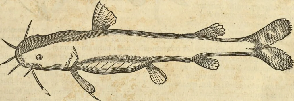 An illustration from Historia naturalis Brasiliae, : auspicio et beneficio illustriss. I. Mauritii Com. Nassau ... adornata : in qua non tantum plantæ et animalia, sed et indigenarum morbi, ingenia et mores describuntur et iconibus supra quingentas illustrantur, 1648, leaf 320