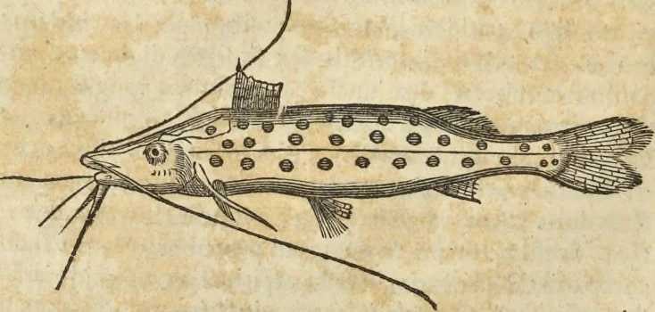 An illustration from Historia naturalis Brasiliae, : auspicio et beneficio illustriss. I. Mauritii Com. Nassau ... adornata : in qua non tantum plantæ et animalia, sed et indigenarum morbi, ingenia et mores describuntur et iconibus supra quingentas illustrantur, 1648, leaf 321