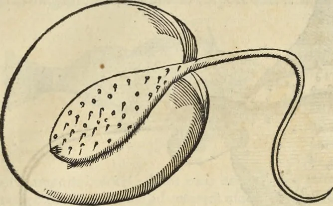 An illustration from Historia naturalis Brasiliae, : auspicio et beneficio illustriss. I. Mauritii Com. Nassau ... adornata : in qua non tantum plantæ et animalia, sed et indigenarum morbi, ingenia et mores describuntur et iconibus supra quingentas illustrantur, 1648, leaf 322