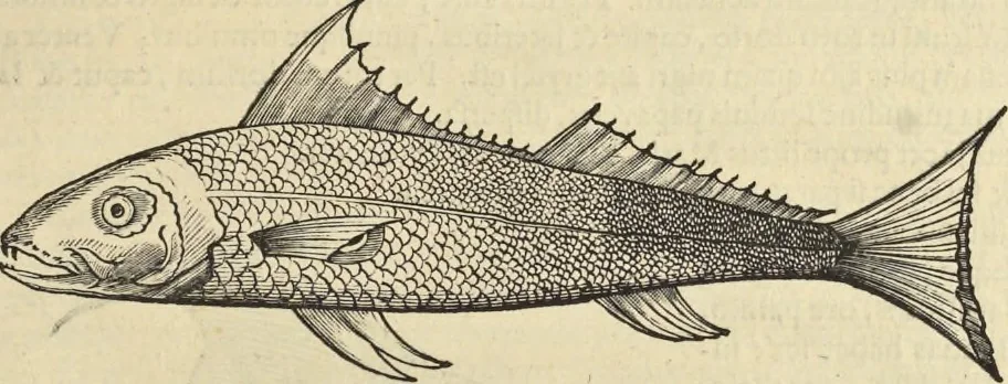 An illustration from Historia naturalis Brasiliae, : auspicio et beneficio illustriss. I. Mauritii Com. Nassau ... adornata : in qua non tantum plantæ et animalia, sed et indigenarum morbi, ingenia et mores describuntur et iconibus supra quingentas illustrantur, 1648, leaf 324