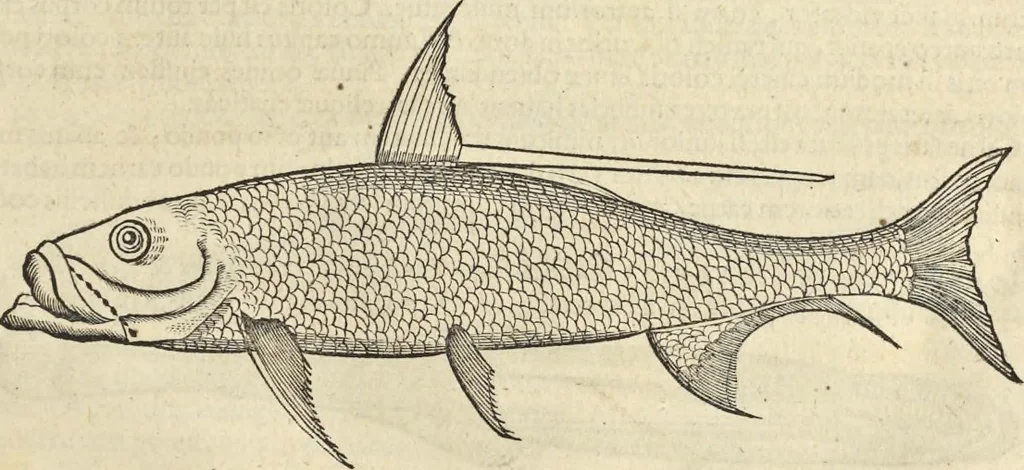 An illustration from Historia naturalis Brasiliae, : auspicio et beneficio illustriss. I. Mauritii Com. Nassau ... adornata : in qua non tantum plantæ et animalia, sed et indigenarum morbi, ingenia et mores describuntur et iconibus supra quingentas illustrantur, 1648, leaf 326