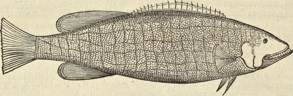An illustration from Historia naturalis Brasiliae, : auspicio et beneficio illustriss. I. Mauritii Com. Nassau ... adornata : in qua non tantum plantæ et animalia, sed et indigenarum morbi, ingenia et mores describuntur et iconibus supra quingentas illustrantur, 1648, leaf 327