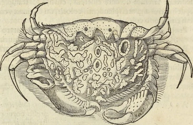An illustration from Historia naturalis Brasiliae, : auspicio et beneficio illustriss. I. Mauritii Com. Nassau ... adornata : in qua non tantum plantæ et animalia, sed et indigenarum morbi, ingenia et mores describuntur et iconibus supra quingentas illustrantur, 1648, leaf 329