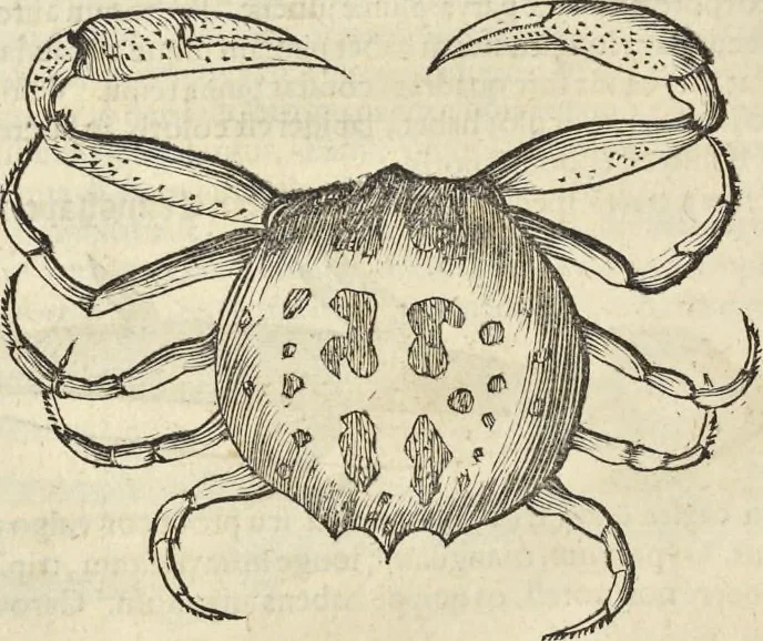 An illustration from Historia naturalis Brasiliae, : auspicio et beneficio illustriss. I. Mauritii Com. Nassau ... adornata : in qua non tantum plantæ et animalia, sed et indigenarum morbi, ingenia et mores describuntur et iconibus supra quingentas illustrantur, 1648, leaf 329