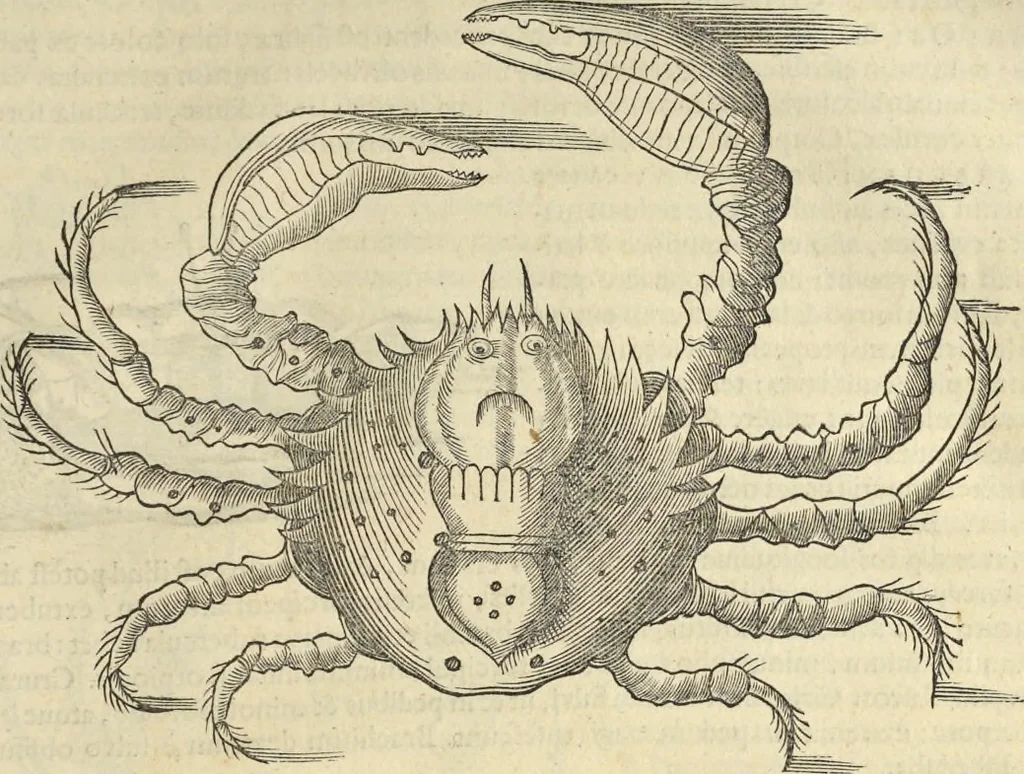 An illustration from Historia naturalis Brasiliae, : auspicio et beneficio illustriss. I. Mauritii Com. Nassau ... adornata : in qua non tantum plantæ et animalia, sed et indigenarum morbi, ingenia et mores describuntur et iconibus supra quingentas illustrantur, 1648, leaf 330