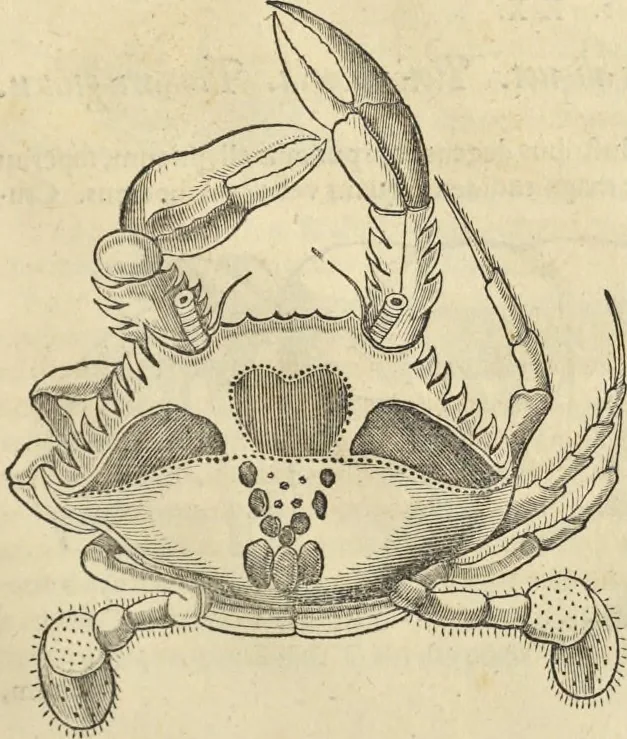 An illustration from Historia naturalis Brasiliae, : auspicio et beneficio illustriss. I. Mauritii Com. Nassau ... adornata : in qua non tantum plantæ et animalia, sed et indigenarum morbi, ingenia et mores describuntur et iconibus supra quingentas illustrantur, 1648, leaf 330