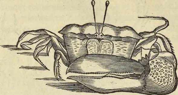 An illustration from Historia naturalis Brasiliae, : auspicio et beneficio illustriss. I. Mauritii Com. Nassau ... adornata : in qua non tantum plantæ et animalia, sed et indigenarum morbi, ingenia et mores describuntur et iconibus supra quingentas illustrantur, 1648, leaf 331