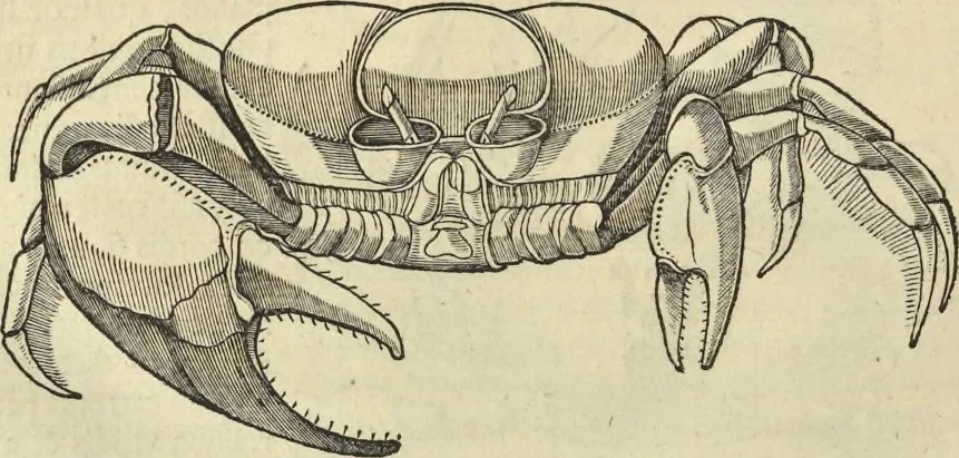 An illustration from Historia naturalis Brasiliae, : auspicio et beneficio illustriss. I. Mauritii Com. Nassau ... adornata : in qua non tantum plantæ et animalia, sed et indigenarum morbi, ingenia et mores describuntur et iconibus supra quingentas illustrantur, 1648, leaf 331