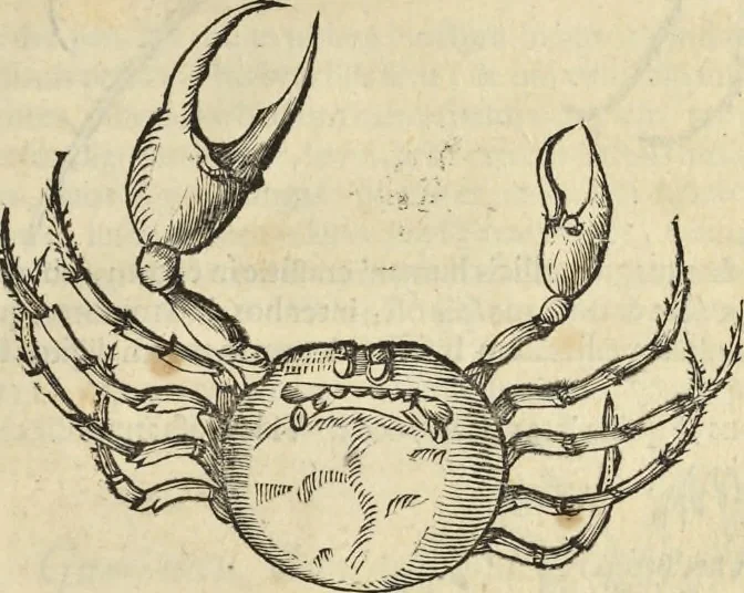 An illustration from Historia naturalis Brasiliae, : auspicio et beneficio illustriss. I. Mauritii Com. Nassau ... adornata : in qua non tantum plantæ et animalia, sed et indigenarum morbi, ingenia et mores describuntur et iconibus supra quingentas illustrantur, 1648, leaf 332