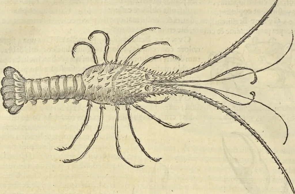 An illustration from Historia naturalis Brasiliae, : auspicio et beneficio illustriss. I. Mauritii Com. Nassau ... adornata : in qua non tantum plantæ et animalia, sed et indigenarum morbi, ingenia et mores describuntur et iconibus supra quingentas illustrantur, 1648, leaf 333