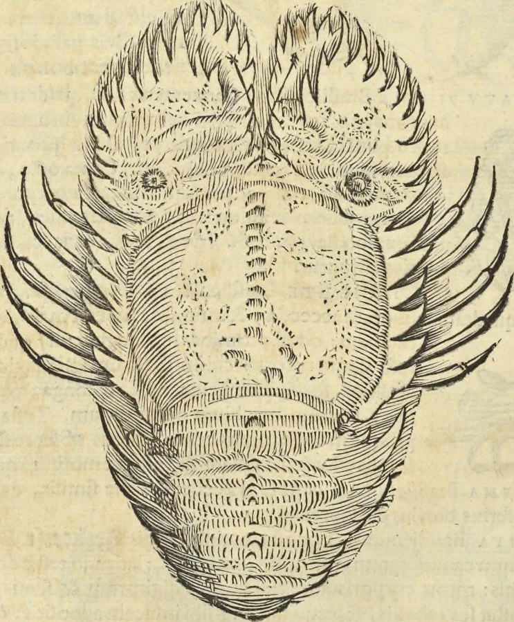 An illustration from Historia naturalis Brasiliae, : auspicio et beneficio illustriss. I. Mauritii Com. Nassau ... adornata : in qua non tantum plantæ et animalia, sed et indigenarum morbi, ingenia et mores describuntur et iconibus supra quingentas illustrantur, 1648, leaf 333