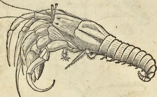 An illustration from Historia naturalis Brasiliae, : auspicio et beneficio illustriss. I. Mauritii Com. Nassau ... adornata : in qua non tantum plantæ et animalia, sed et indigenarum morbi, ingenia et mores describuntur et iconibus supra quingentas illustrantur, 1648, leaf 335