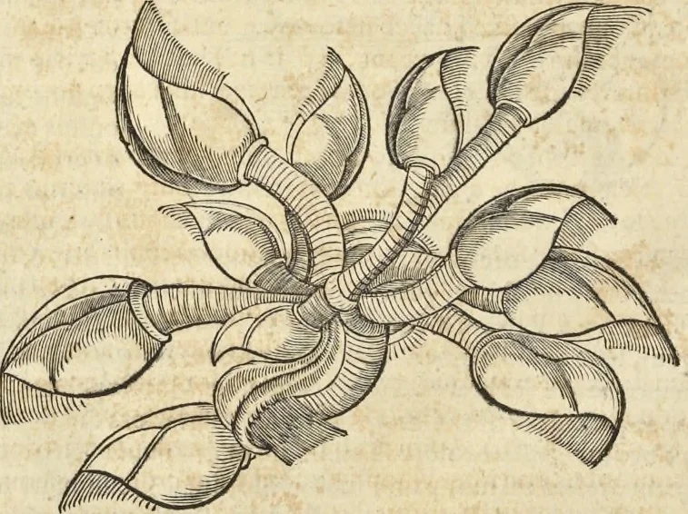 An illustration from Historia naturalis Brasiliae, : auspicio et beneficio illustriss. I. Mauritii Com. Nassau ... adornata : in qua non tantum plantæ et animalia, sed et indigenarum morbi, ingenia et mores describuntur et iconibus supra quingentas illustrantur, 1648, leaf 335