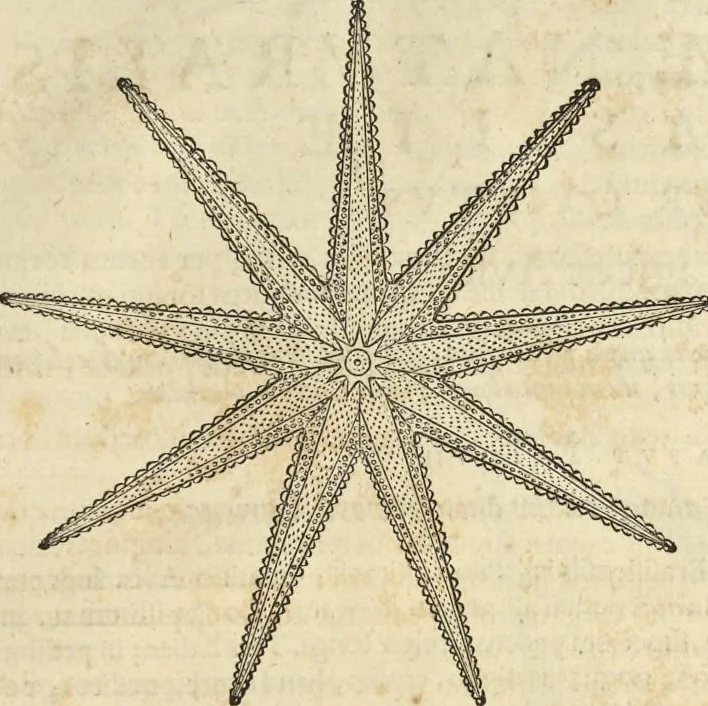An illustration from Historia naturalis Brasiliae, : auspicio et beneficio illustriss. I. Mauritii Com. Nassau ... adornata : in qua non tantum plantæ et animalia, sed et indigenarum morbi, ingenia et mores describuntur et iconibus supra quingentas illustrantur, 1648, leaf 336