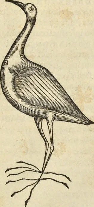 An illustration from Historia naturalis Brasiliae, : auspicio et beneficio illustriss. I. Mauritii Com. Nassau ... adornata : in qua non tantum plantæ et animalia, sed et indigenarum morbi, ingenia et mores describuntur et iconibus supra quingentas illustrantur, 1648, leaf 337
